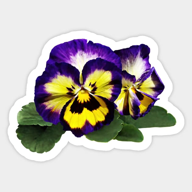Yellow Purple and White Pansies Sticker by SusanSavad